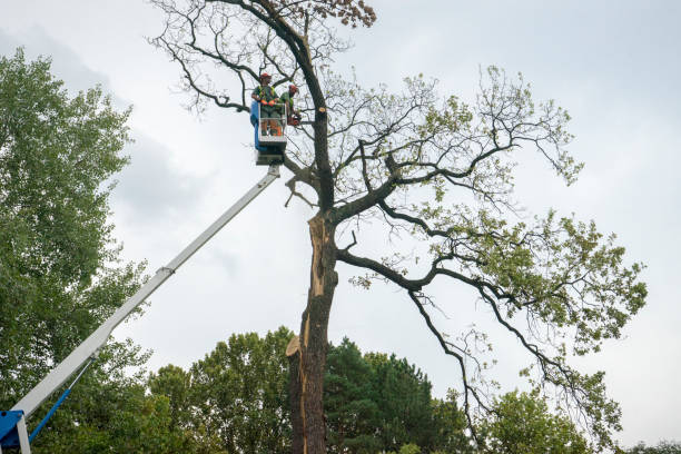 Best Tree and Shrub Care  in Clarkson Valley, MO