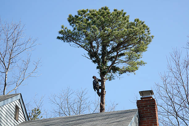 Best Commercial Tree Services  in Clarkson Valley, MO